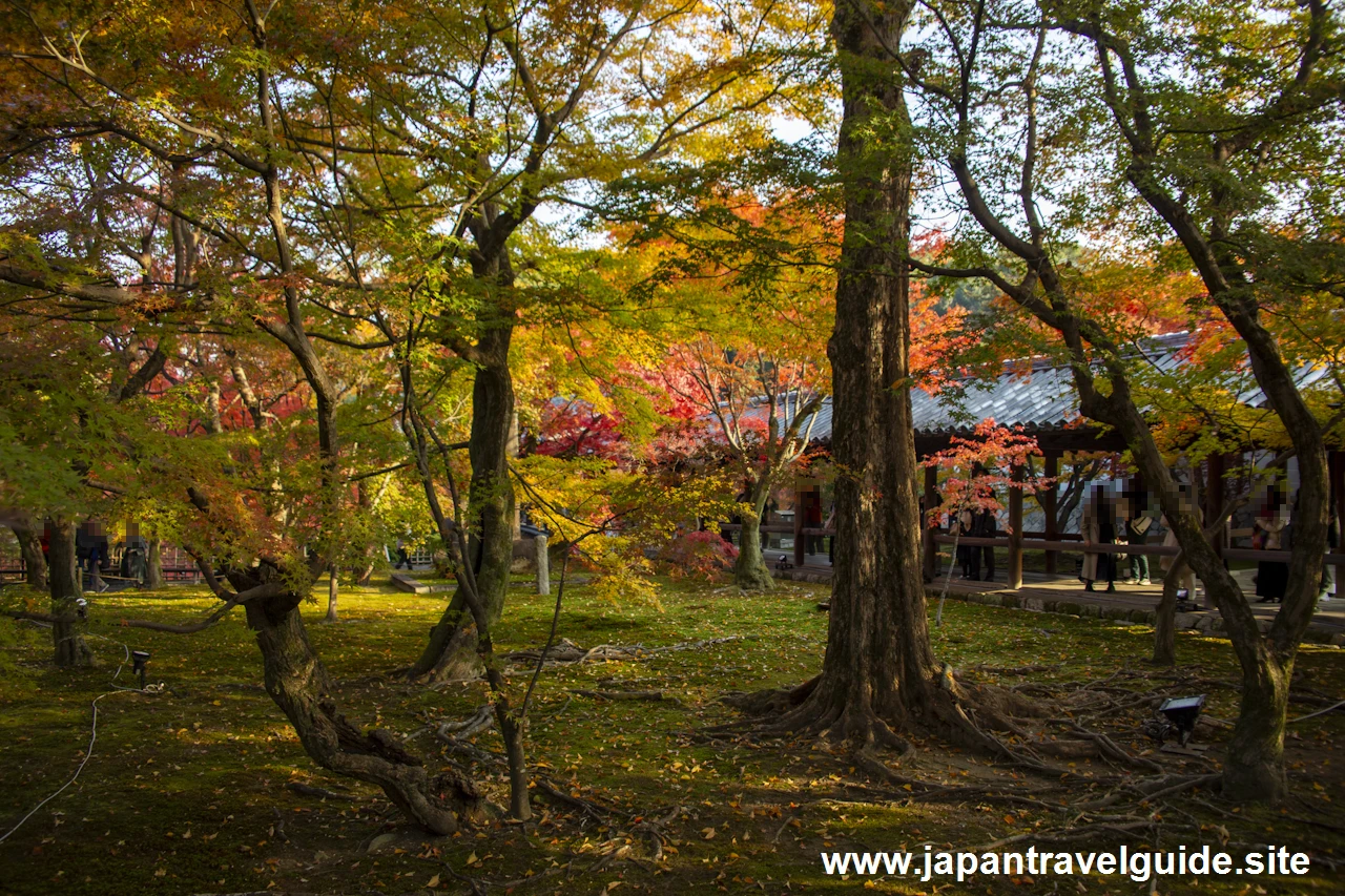 東福寺の紅葉：東福寺の見どころ(2)