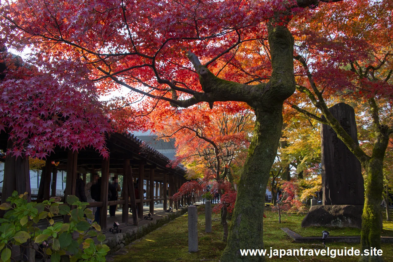 東福寺の紅葉：東福寺の見どころ(4)