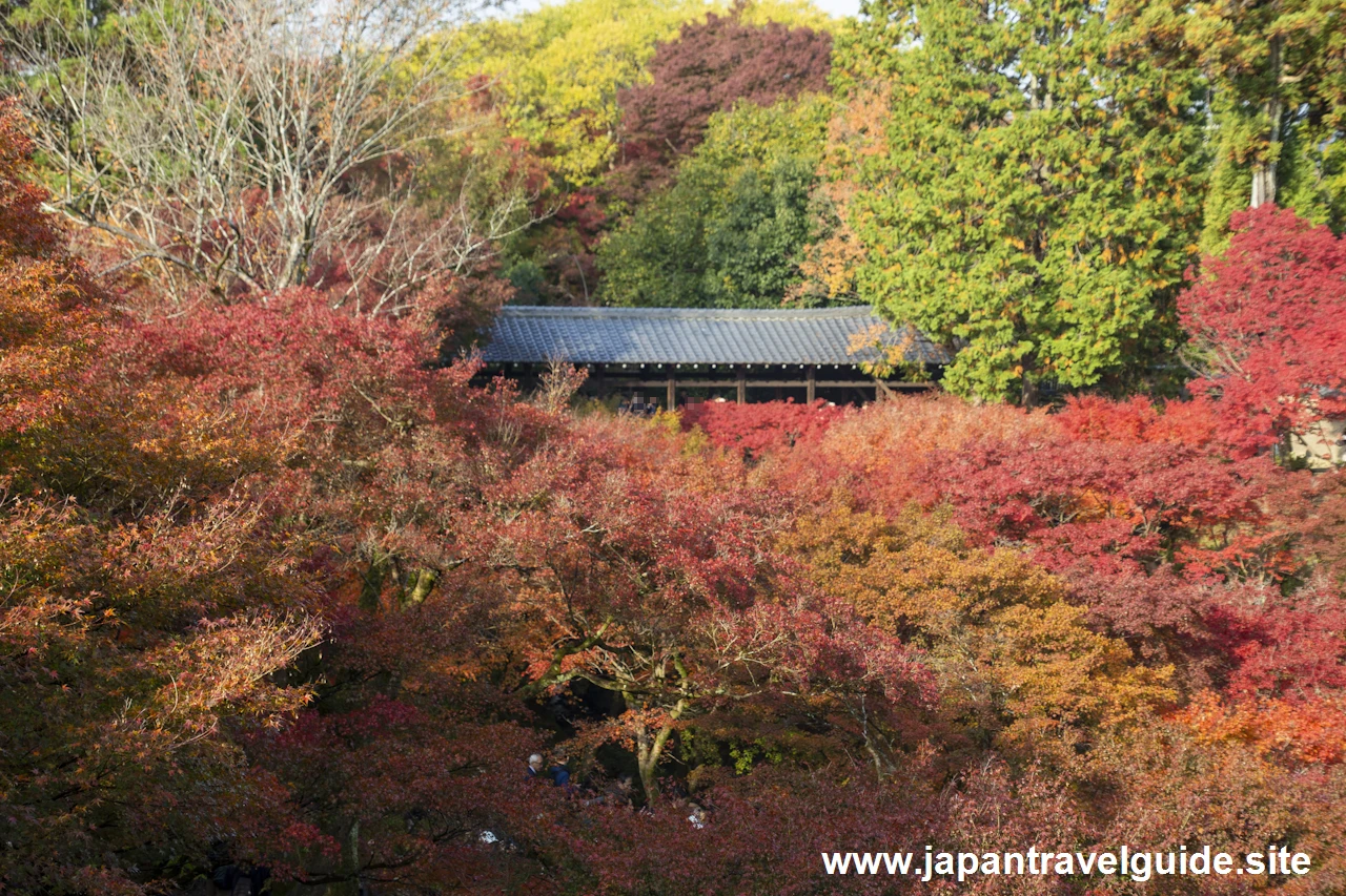 東福寺の紅葉：東福寺の見どころ(10)