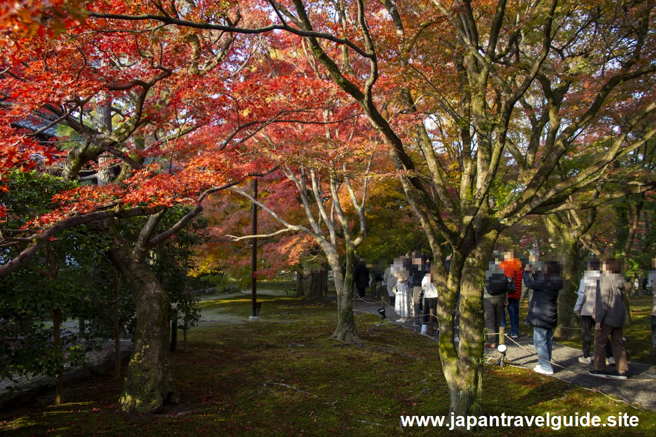 通天橋および洗玉潤の紅葉：東福寺の紅葉の見どころ(3)