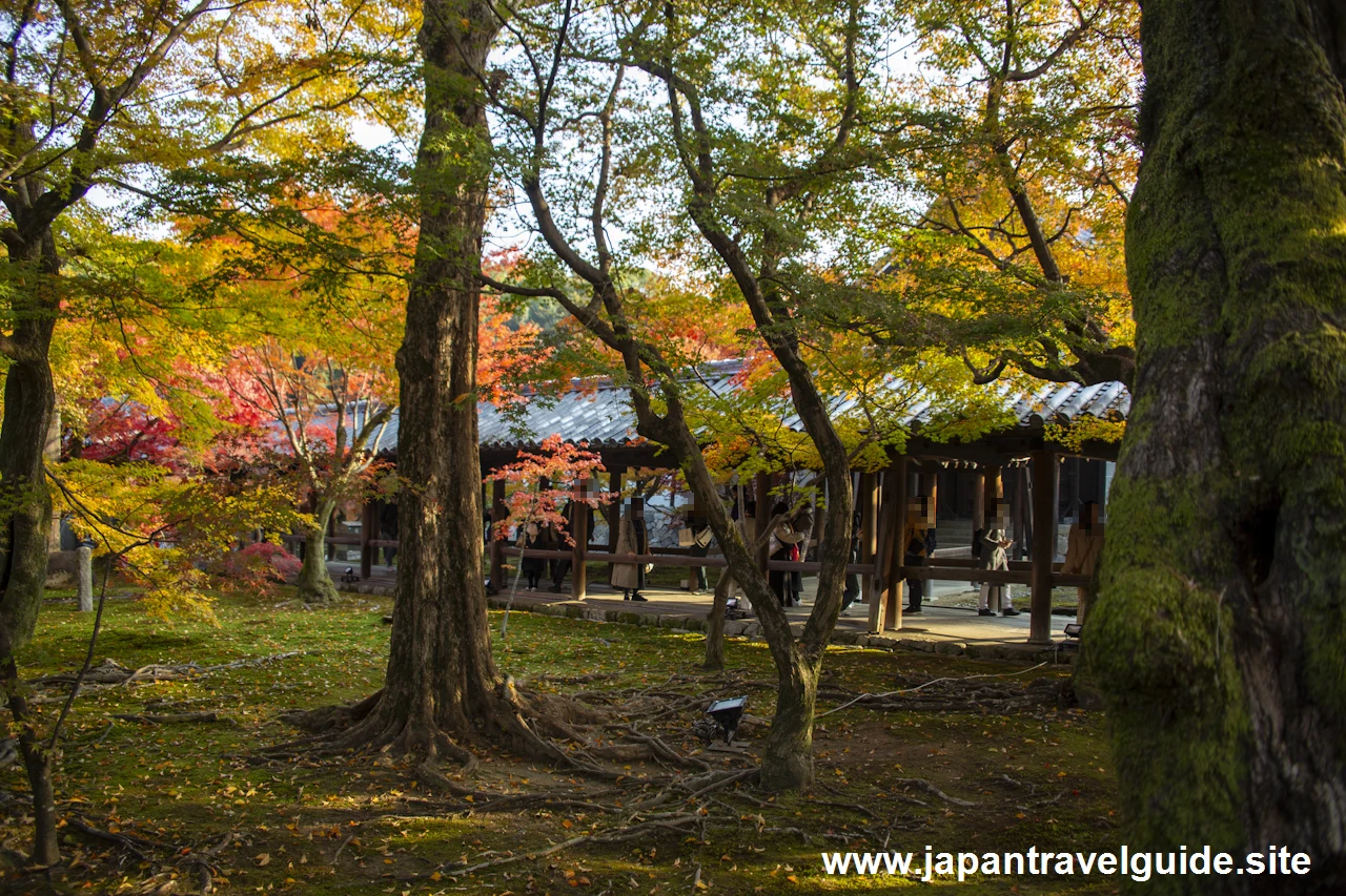 通天橋および洗玉潤の紅葉：東福寺の紅葉の見どころ(5)