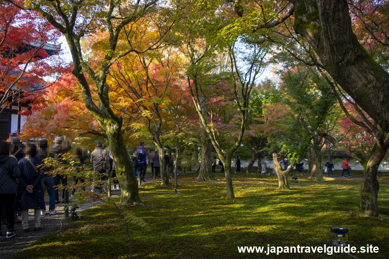 通天橋および洗玉潤の紅葉：東福寺の紅葉の見どころ(6)