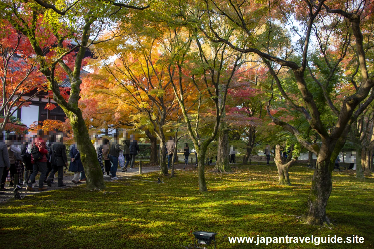 通天橋および洗玉潤の紅葉：東福寺の紅葉の見どころ(7)