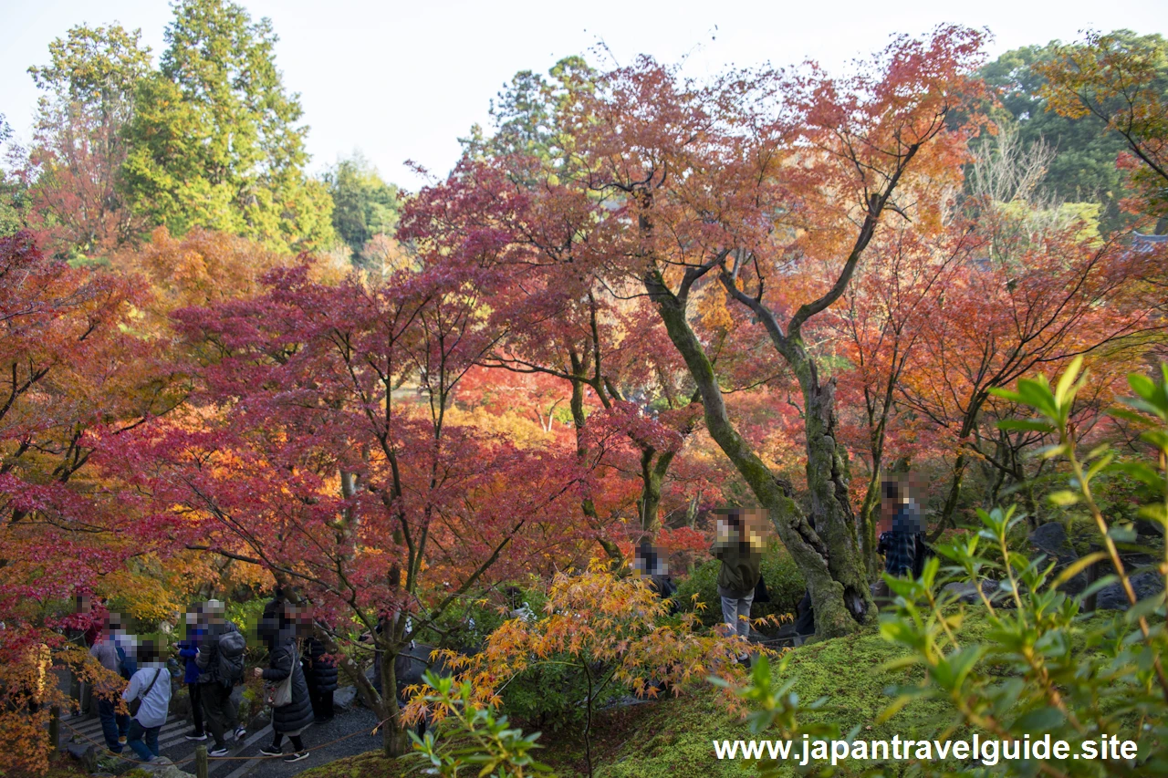 通天橋および洗玉潤の紅葉：東福寺の紅葉の見どころ(8)