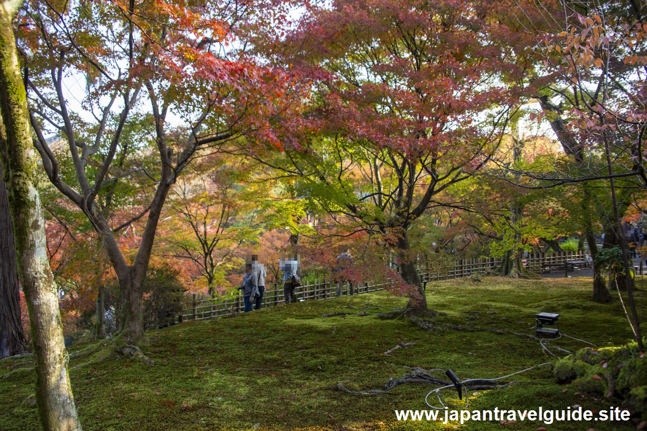 通天橋および洗玉潤の紅葉：東福寺の紅葉の見どころ(9)