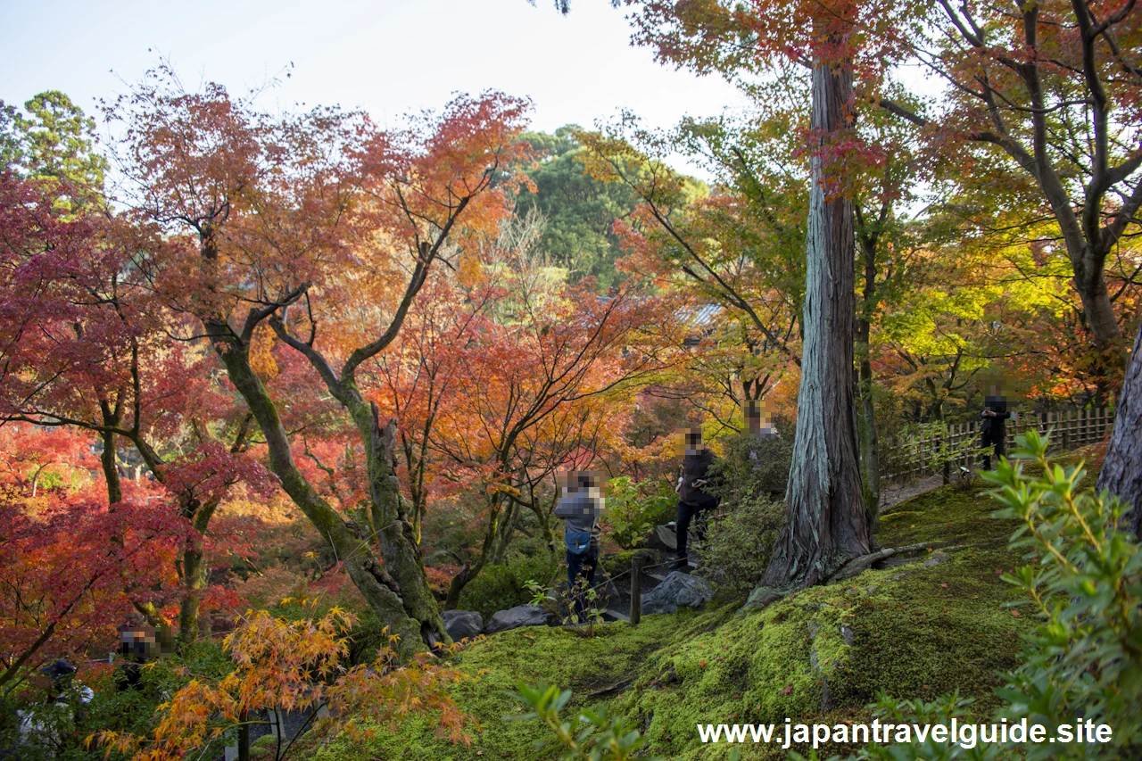 通天橋および洗玉潤の紅葉：東福寺の紅葉の見どころ(11)