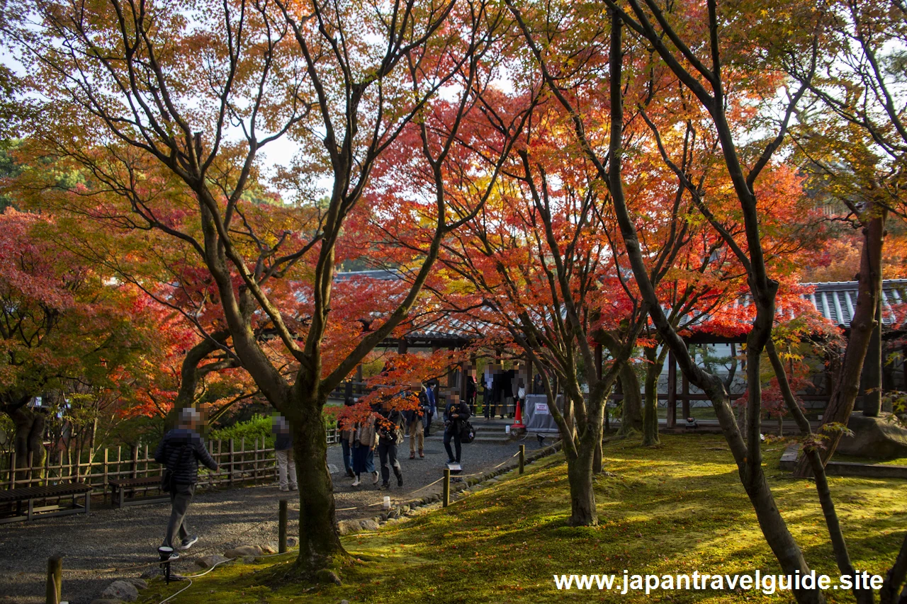 通天橋および洗玉潤の紅葉：東福寺の紅葉の見どころ(13)