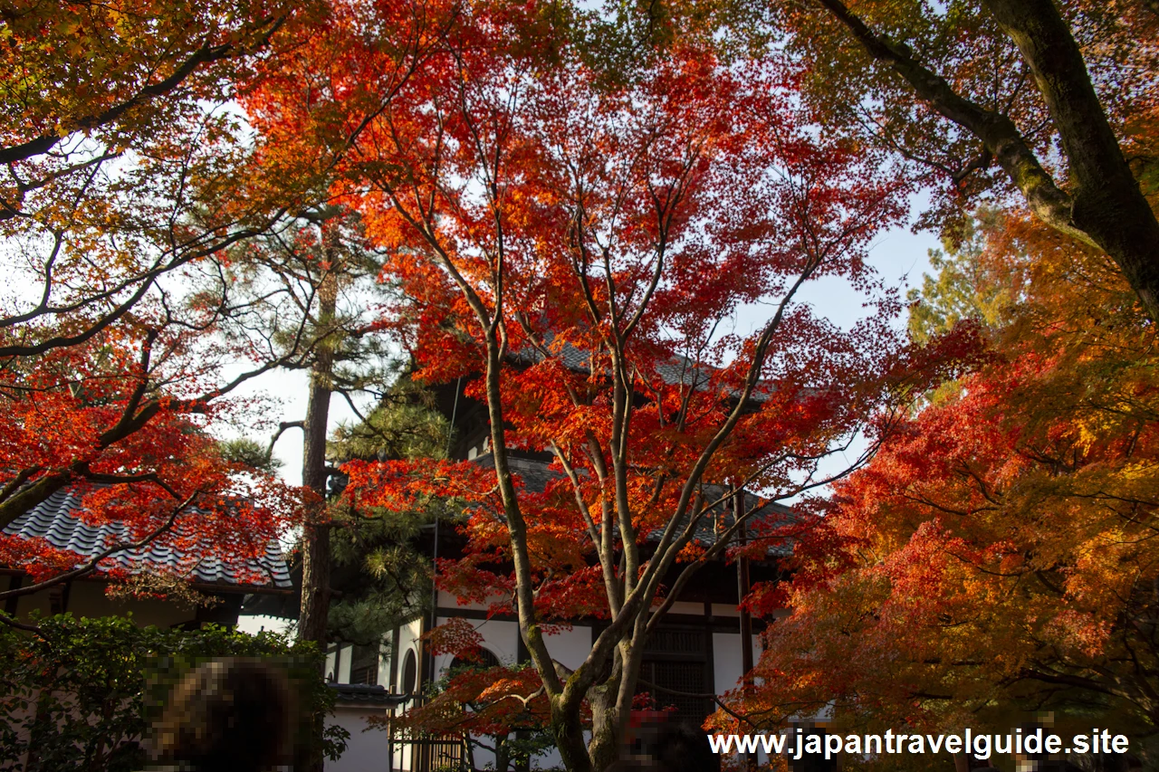 通天橋および洗玉潤の紅葉：東福寺の紅葉の見どころ(18)