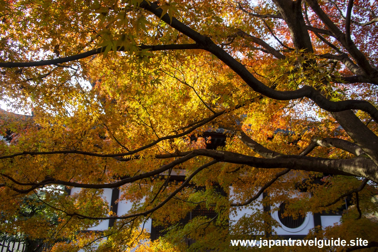 通天橋および洗玉潤の紅葉：東福寺の紅葉の見どころ(20)