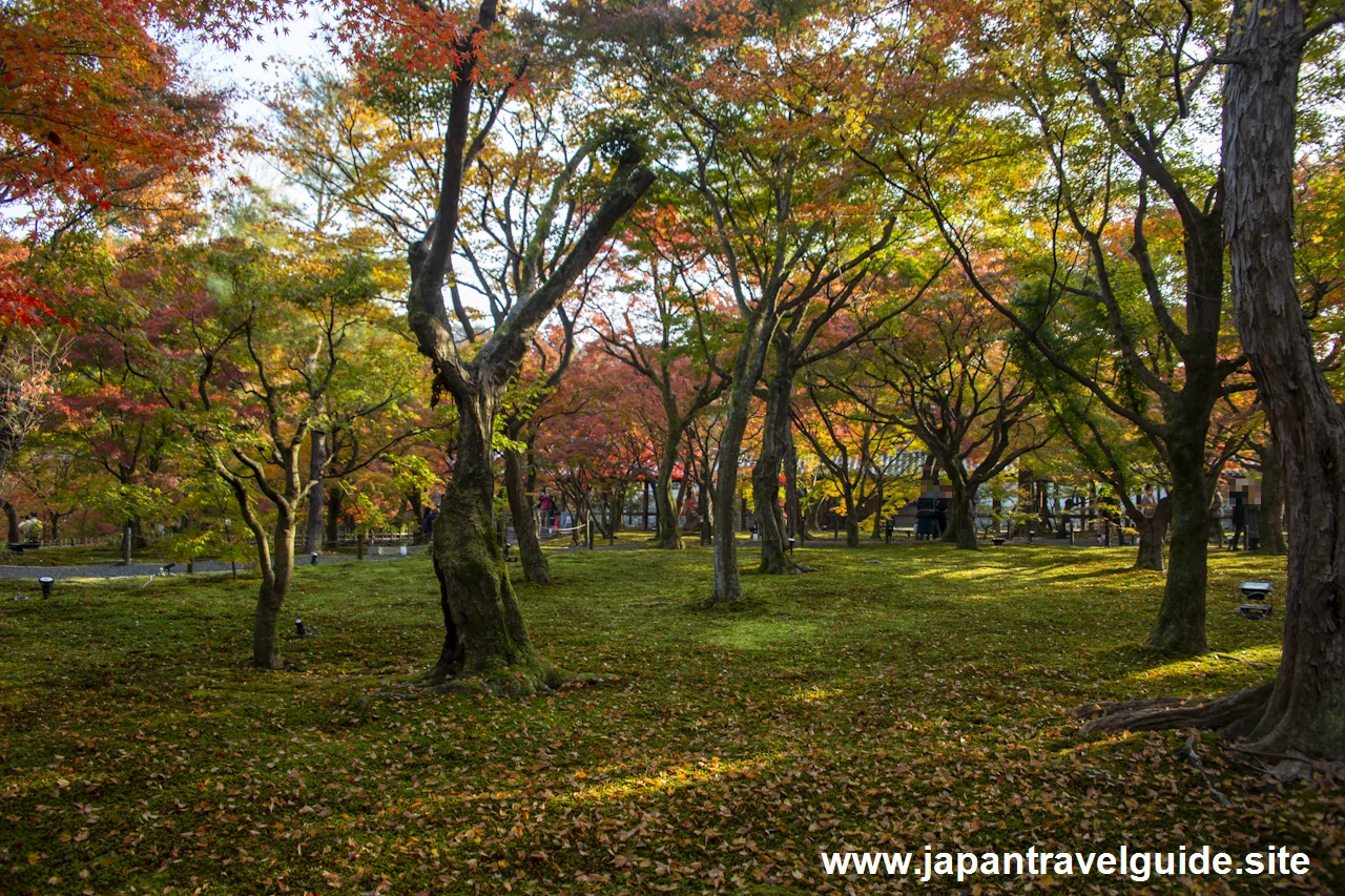 通天橋および洗玉潤の紅葉：東福寺の紅葉の見どころ(21)