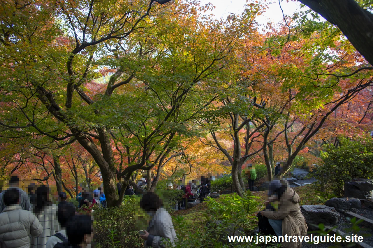 通天橋および洗玉潤の紅葉：東福寺の紅葉の見どころ(22)