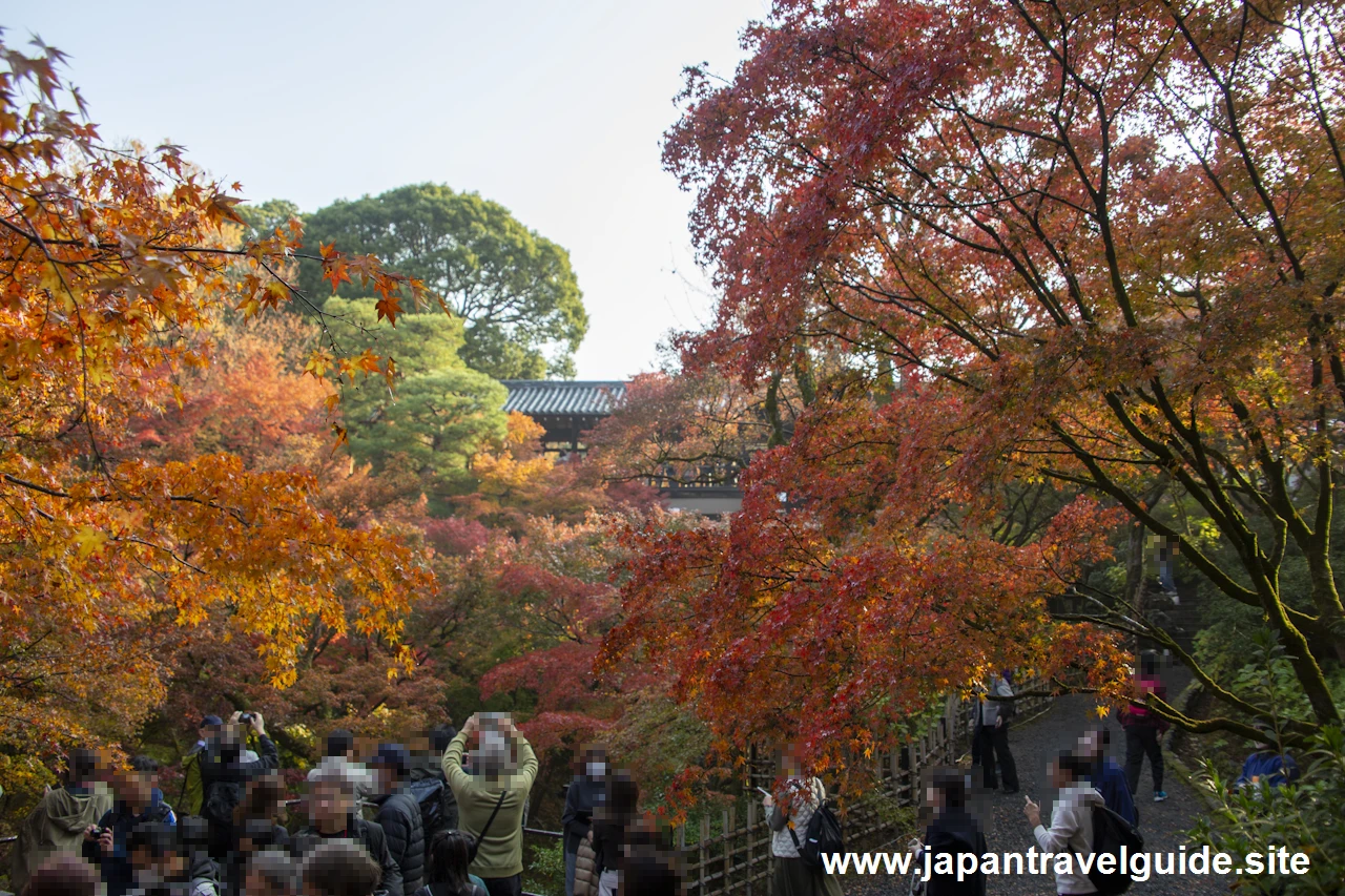 通天橋および洗玉潤の紅葉：東福寺の紅葉の見どころ(23)