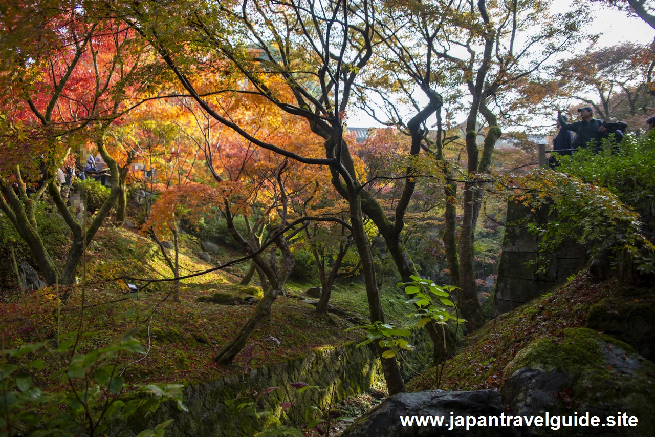 通天橋および洗玉潤の紅葉：東福寺の紅葉の見どころ(24)