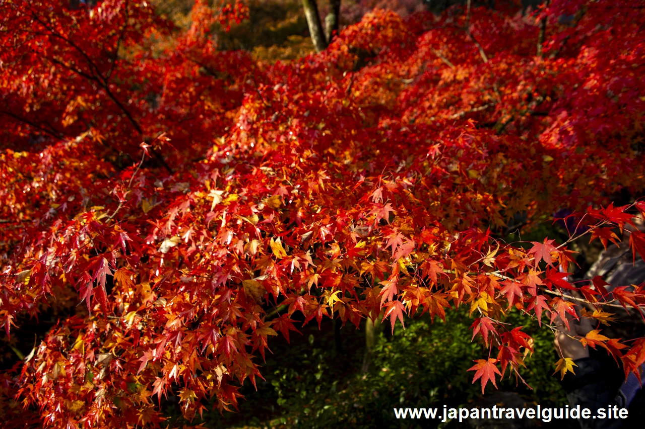 通天橋および洗玉潤の紅葉：東福寺の紅葉の見どころ(26)