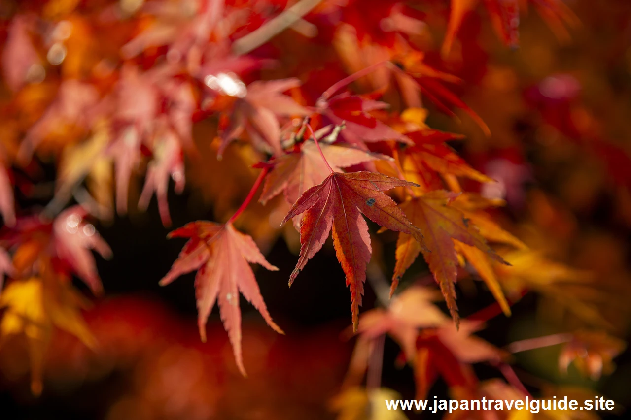 通天橋および洗玉潤の紅葉：東福寺の紅葉の見どころ(27)