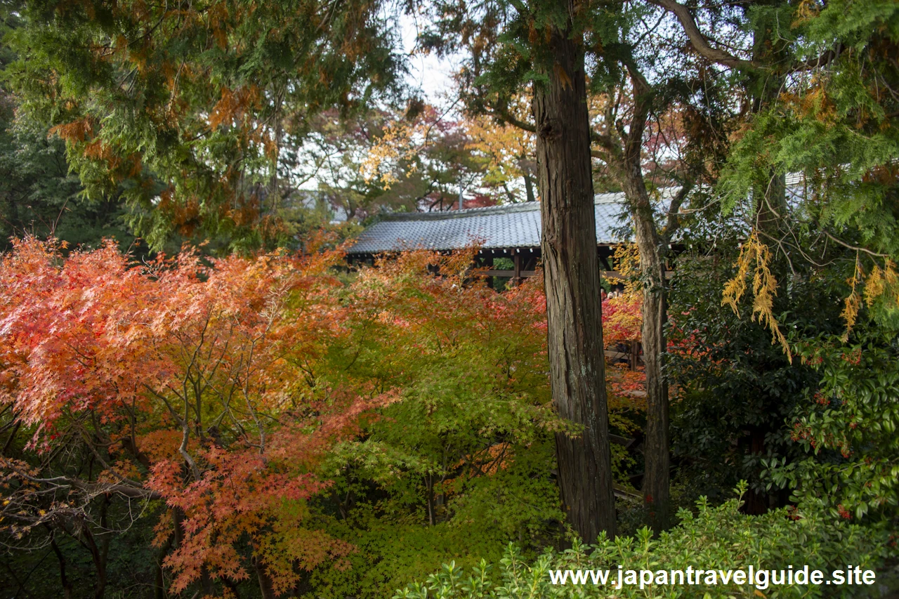 通天橋および洗玉潤の紅葉：東福寺の紅葉の見どころ(31)