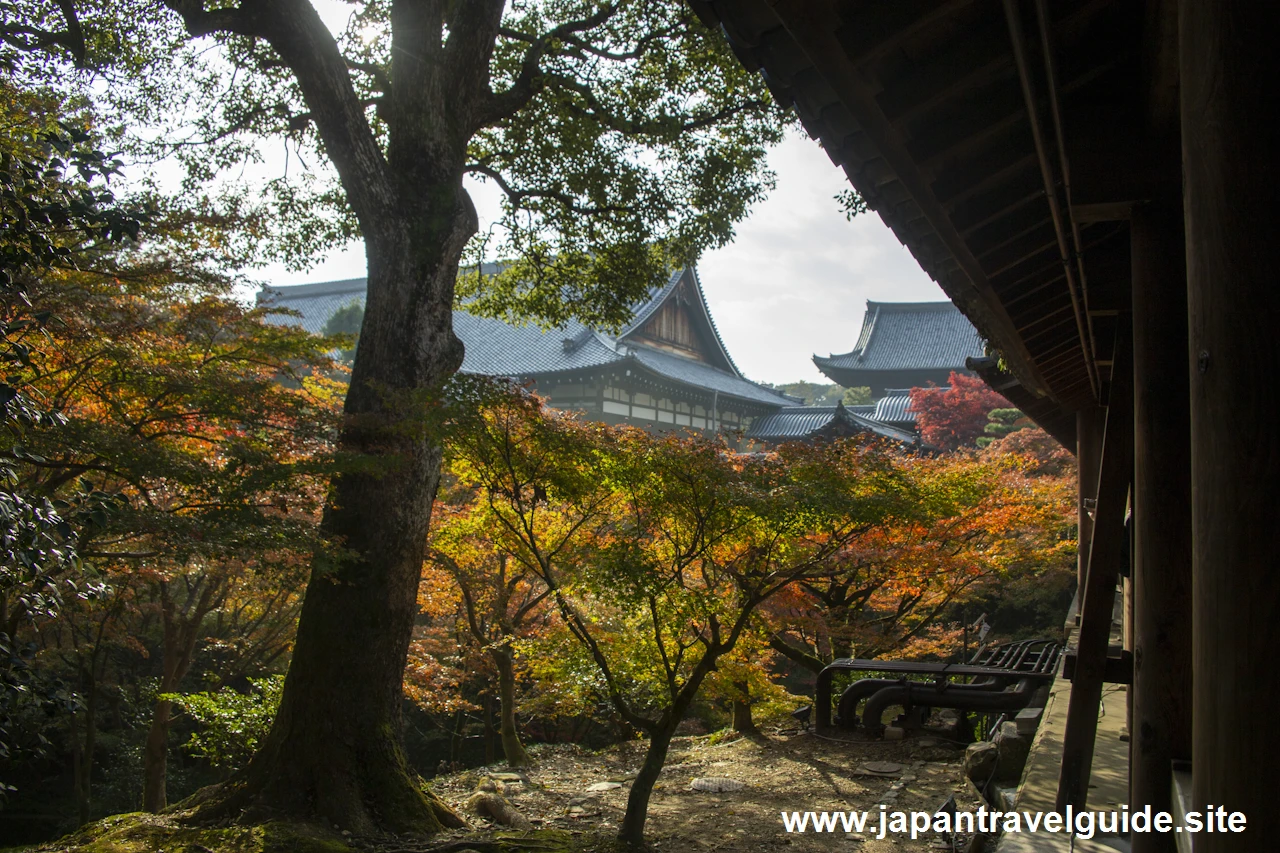 通天橋および洗玉潤の紅葉：東福寺の紅葉の見どころ(35)