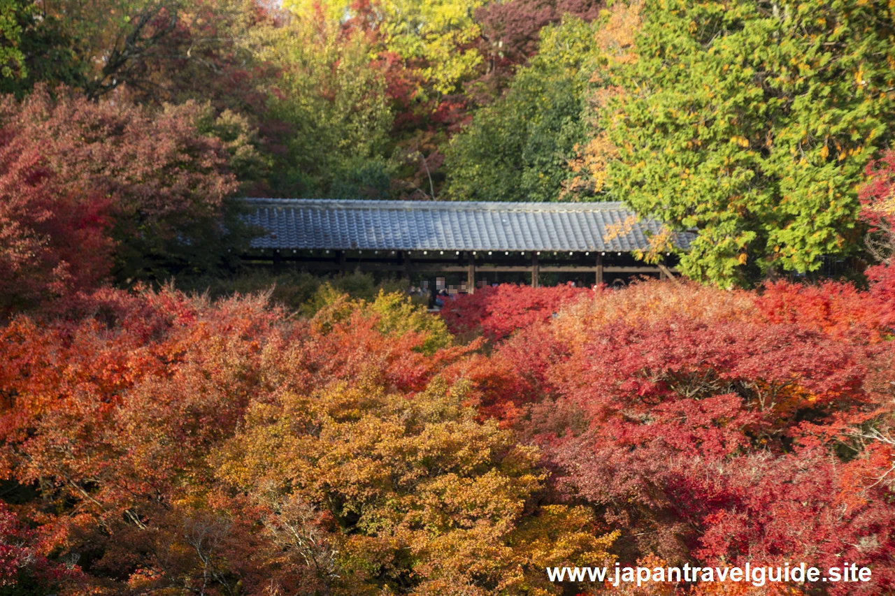 通天橋および洗玉潤の紅葉：東福寺の紅葉の見どころ(37)