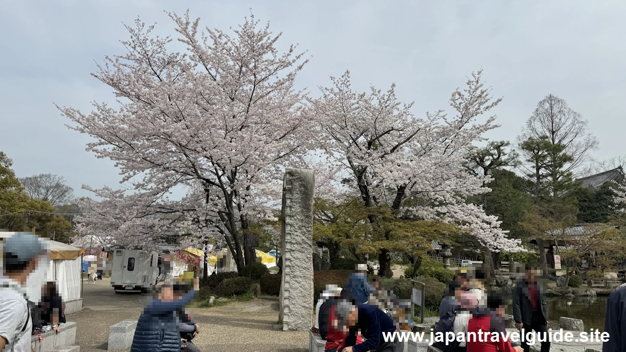 円山公園の桜：八坂神社の見どころ(3)