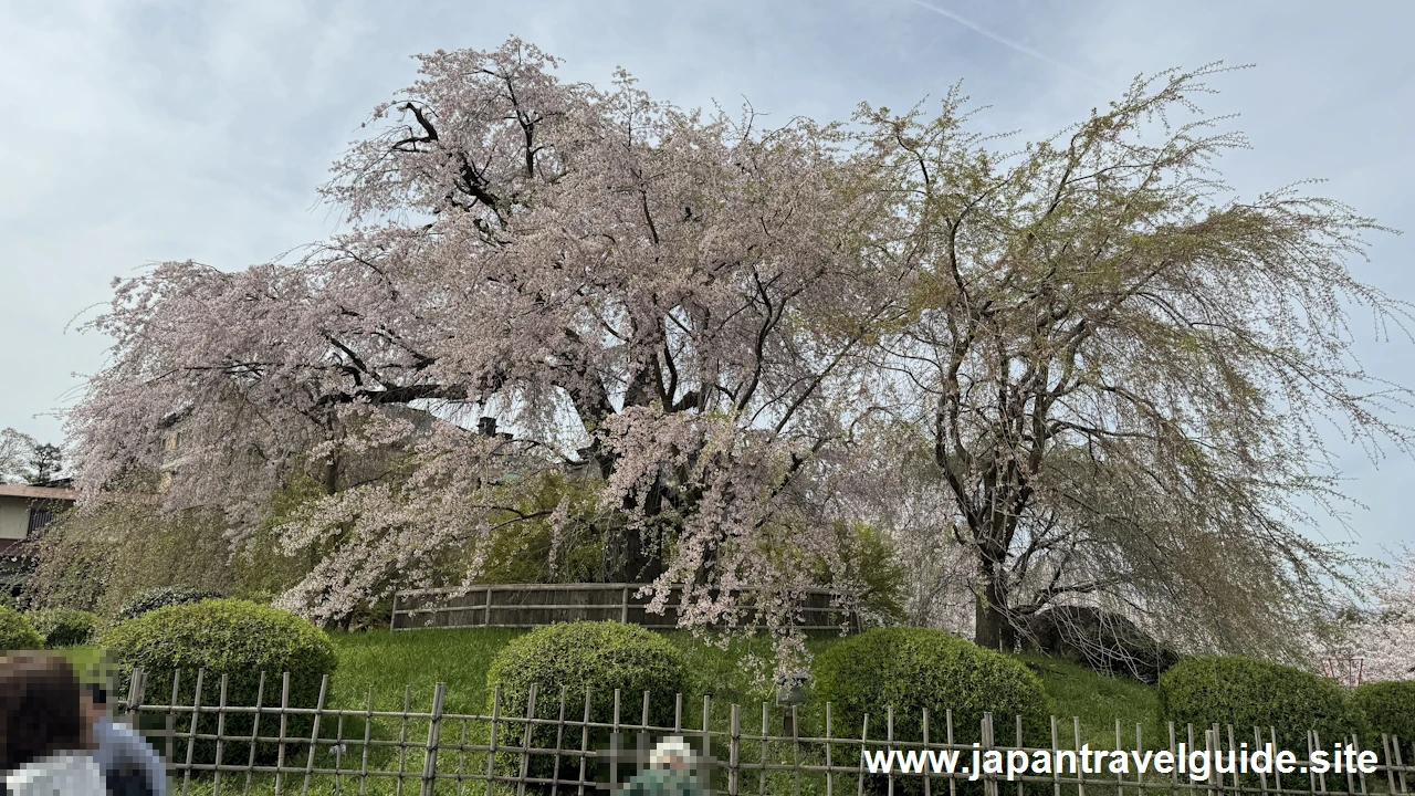 円山公園の桜：八坂神社の見どころ(4)