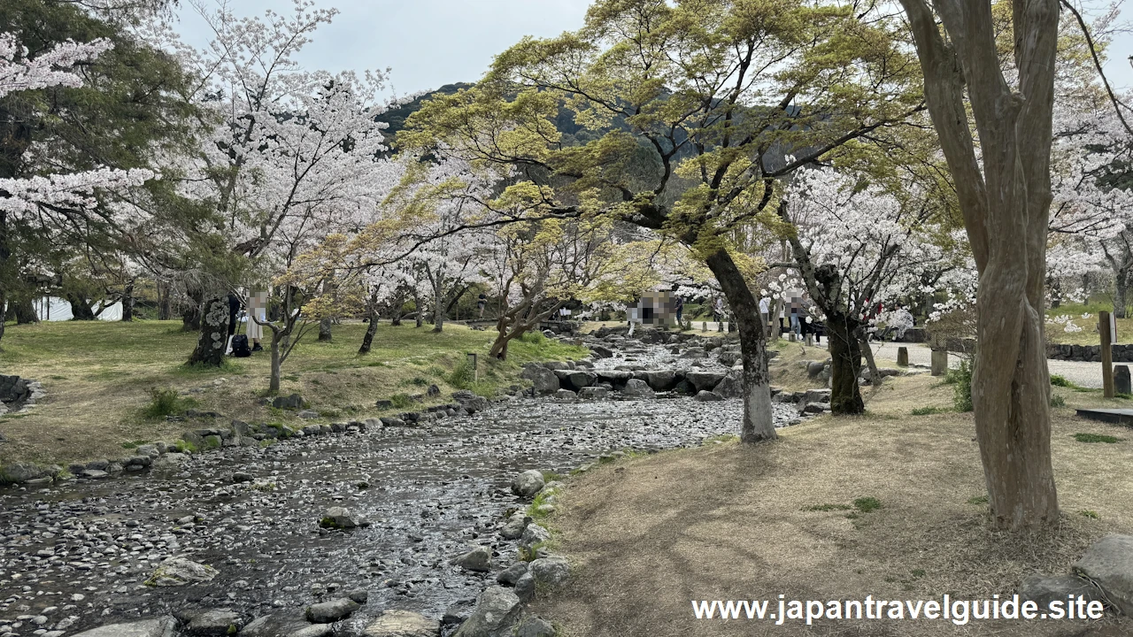 円山公園の桜：八坂神社の見どころ(5)