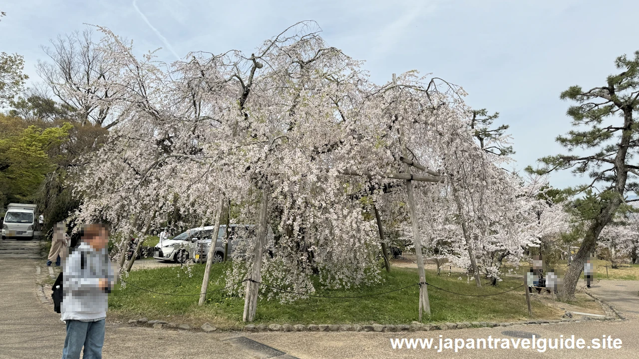 円山公園の桜：八坂神社の見どころ(6)