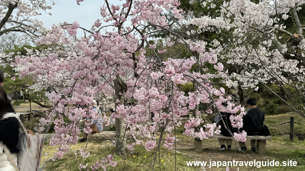 円山公園の桜：八坂神社の見どころ(7)