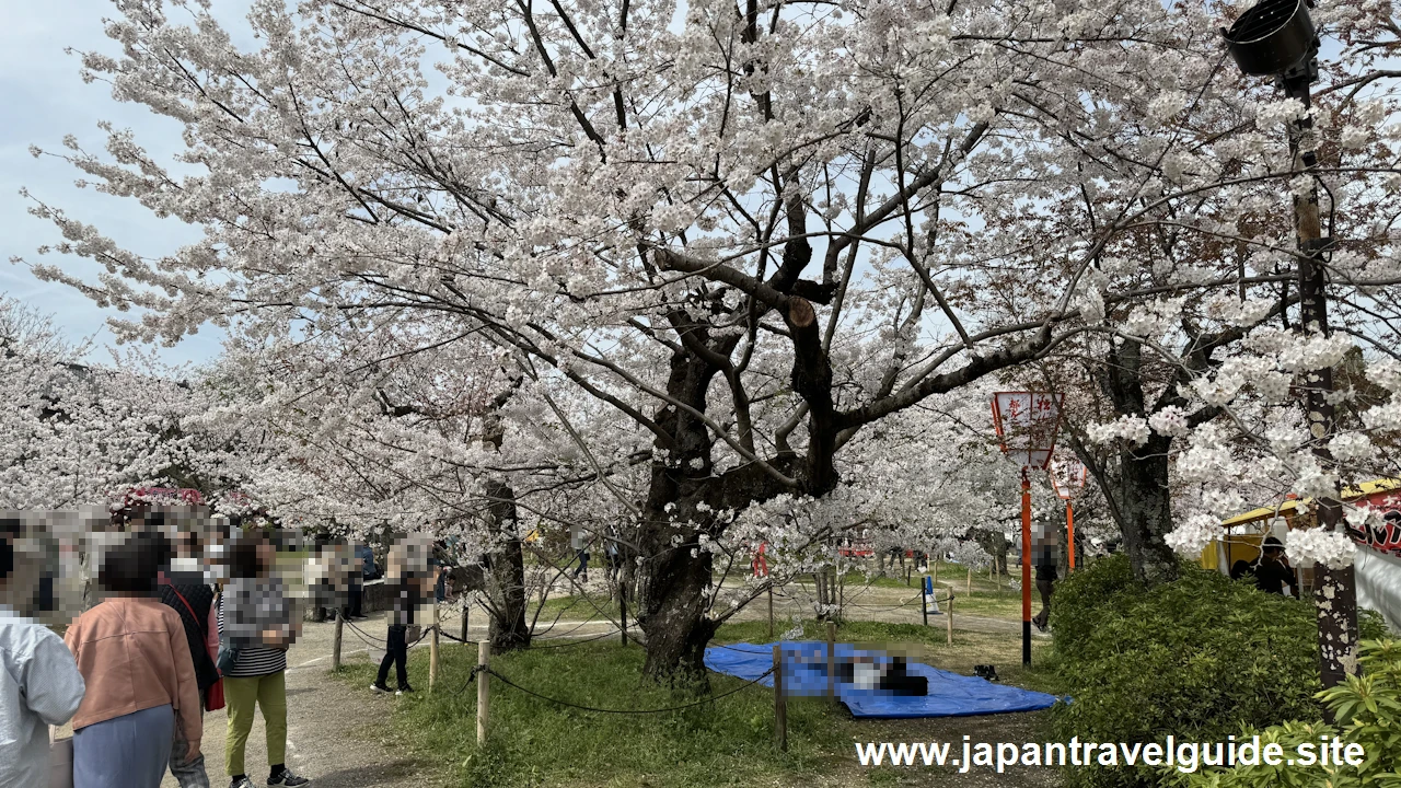 円山公園の桜：八坂神社の見どころ(8)