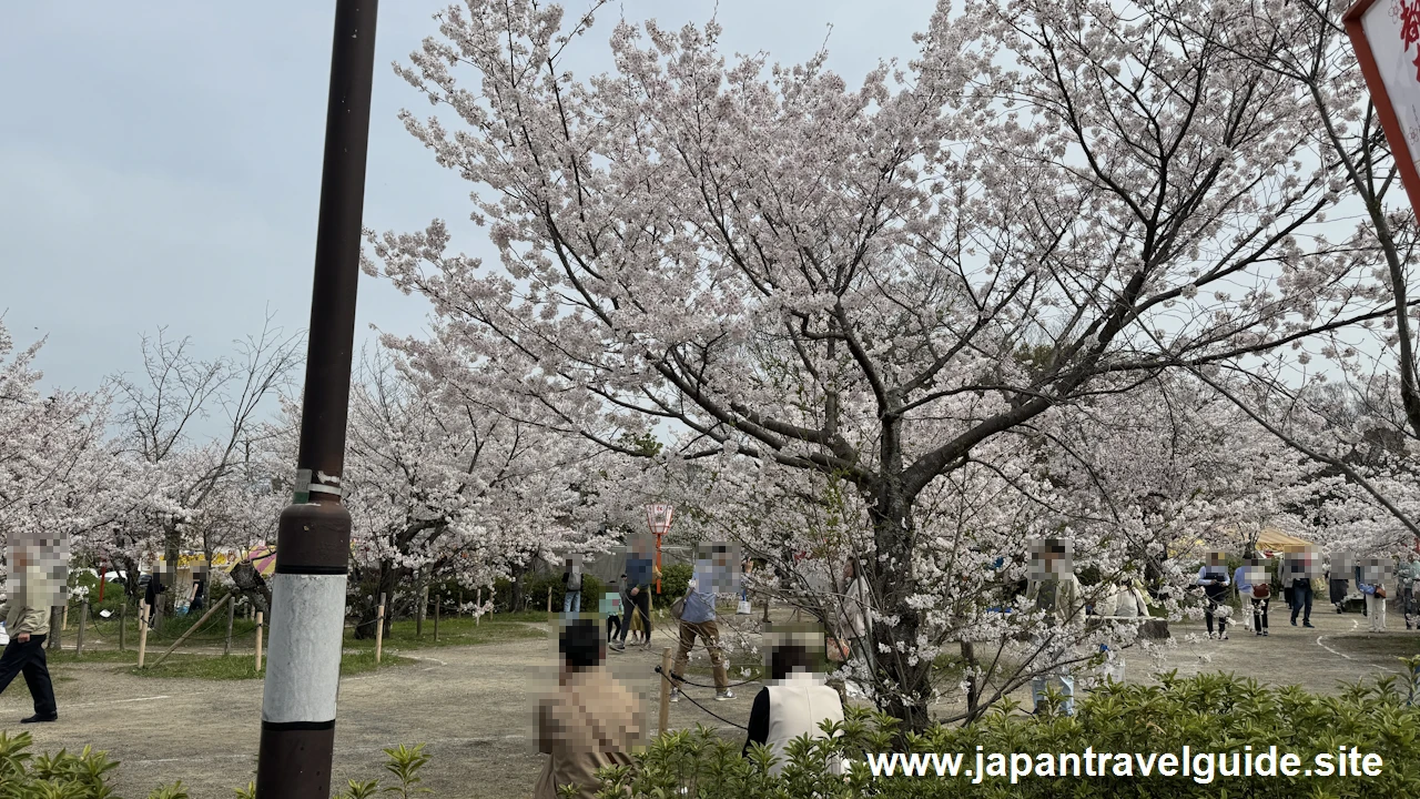 円山公園の桜(6)