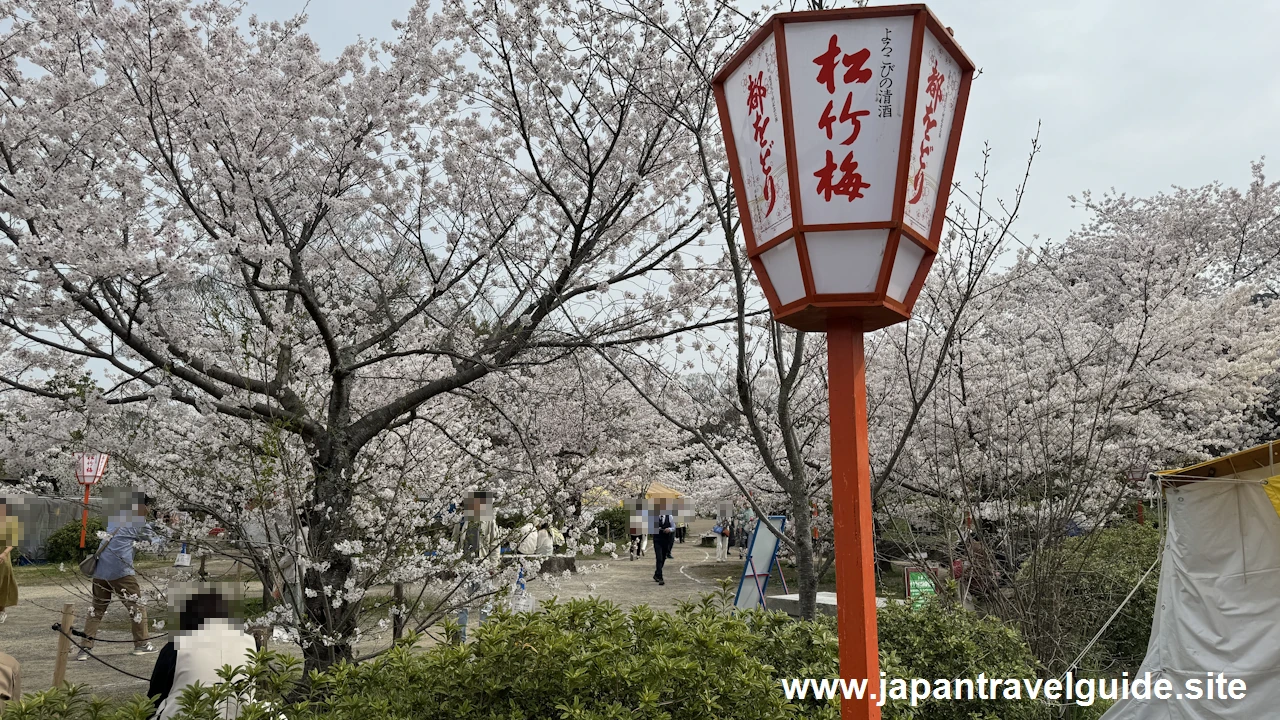 円山公園の桜(7)