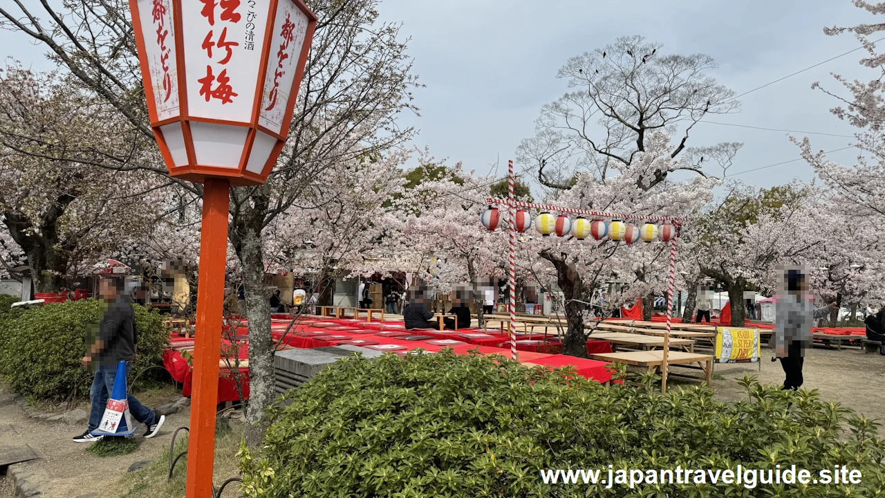 円山公園の桜(8)