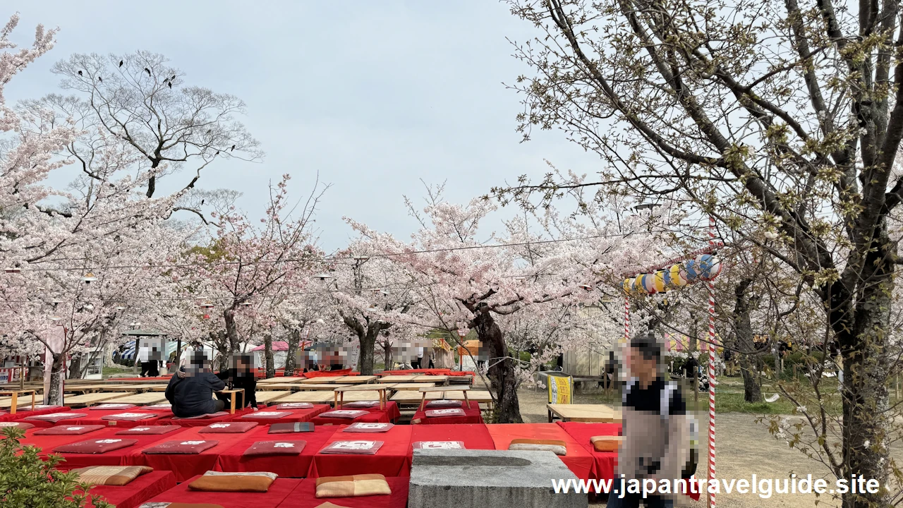 円山公園の桜(10)