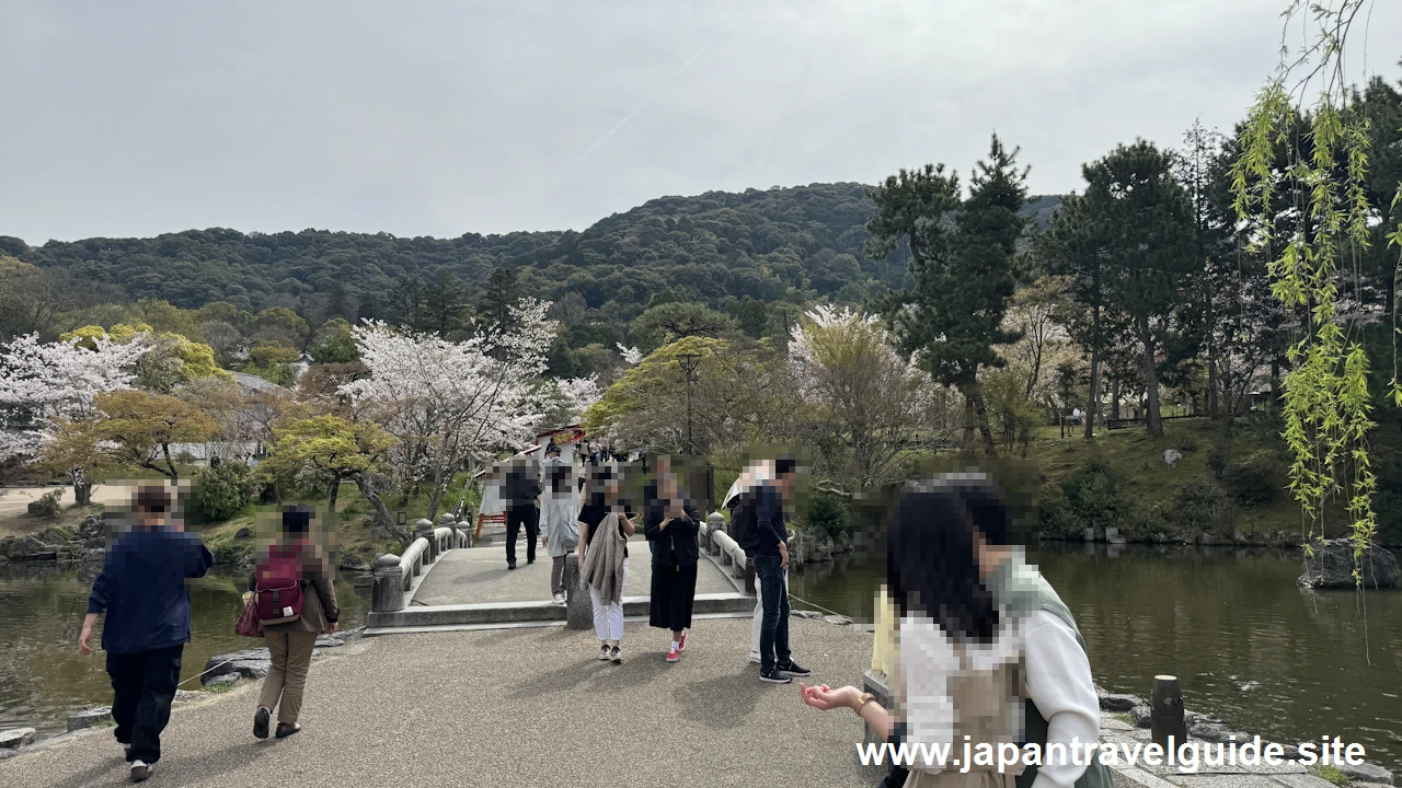 円山公園の桜(11)