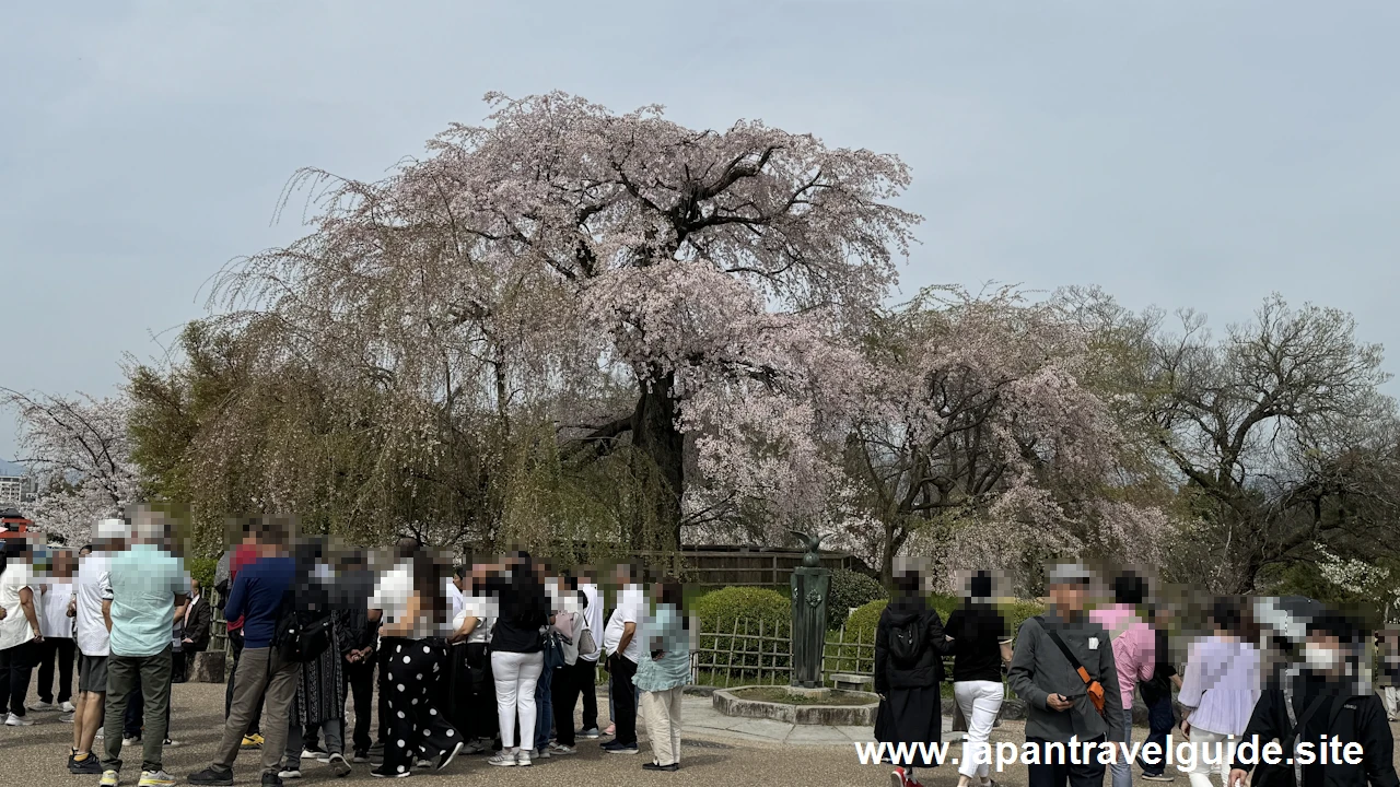 円山公園の桜(13)