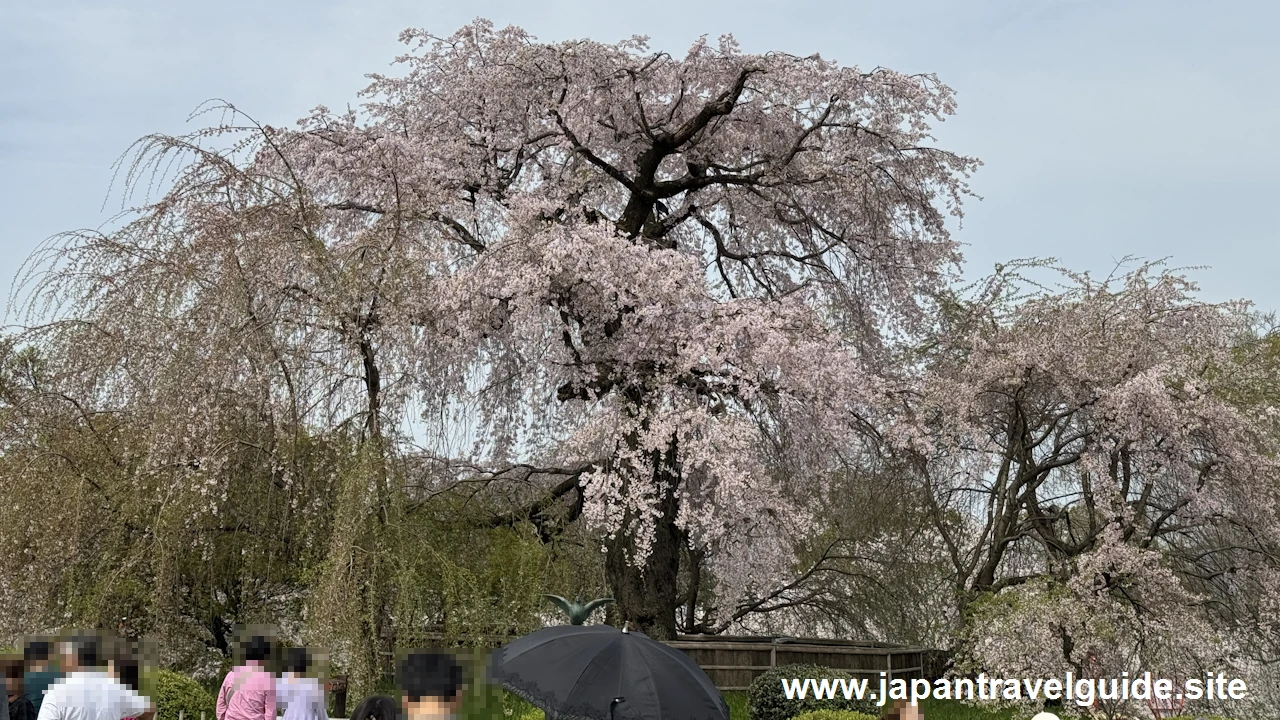 円山公園の桜(14)