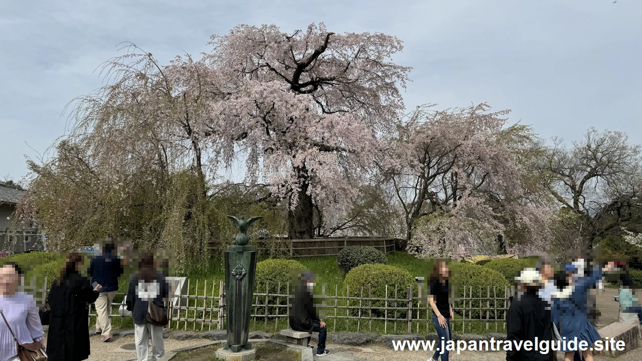 円山公園の桜(15)