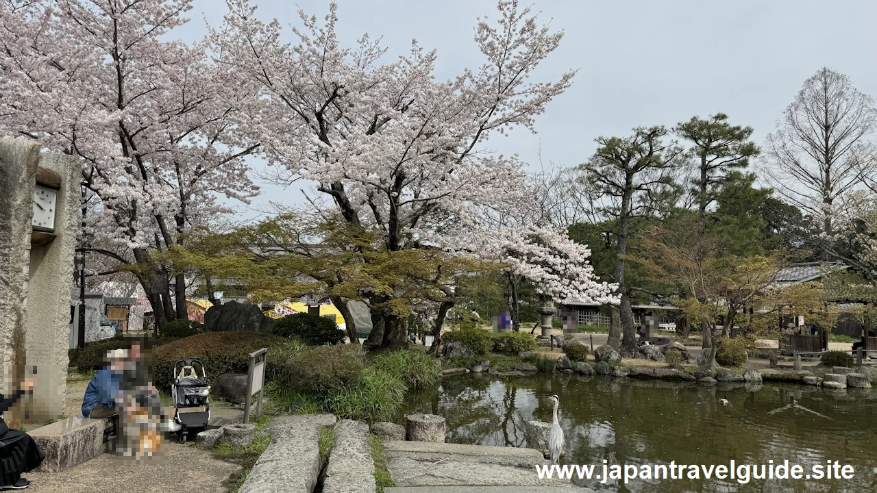 円山公園の桜(17)