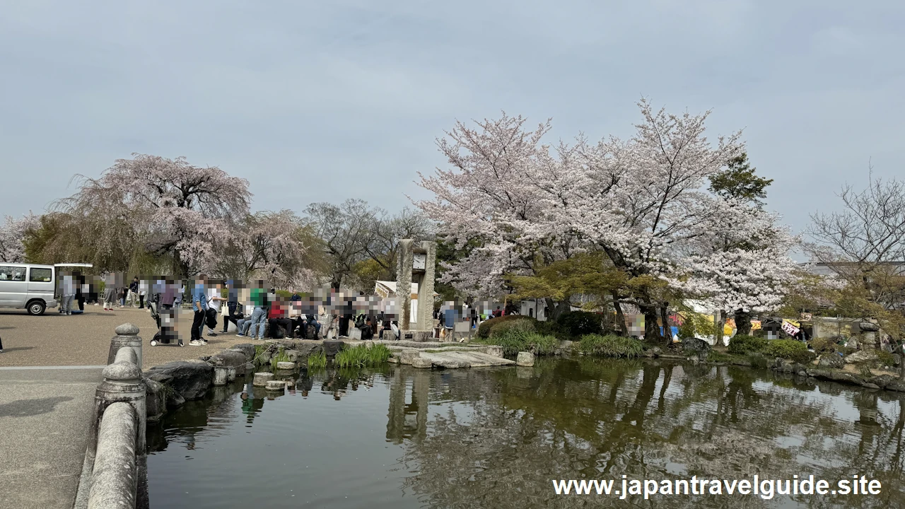 円山公園の桜(18)