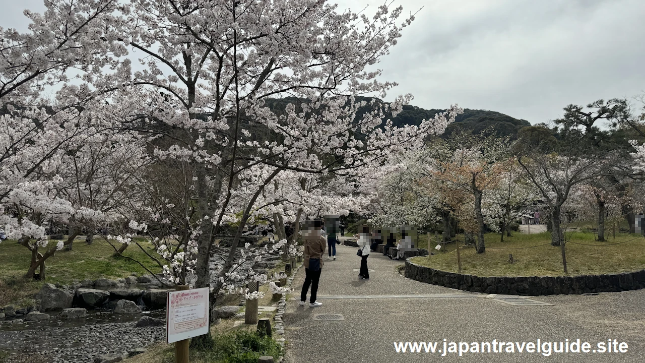 円山公園の桜(19)