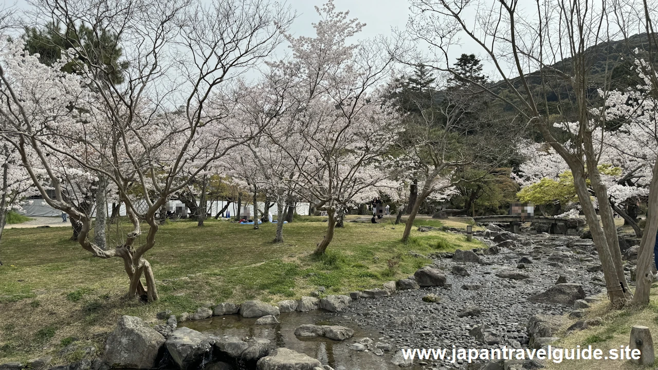 円山公園の桜(16)