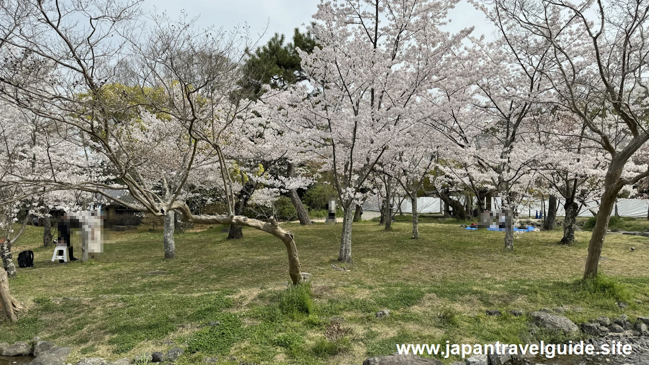 円山公園の桜(21)