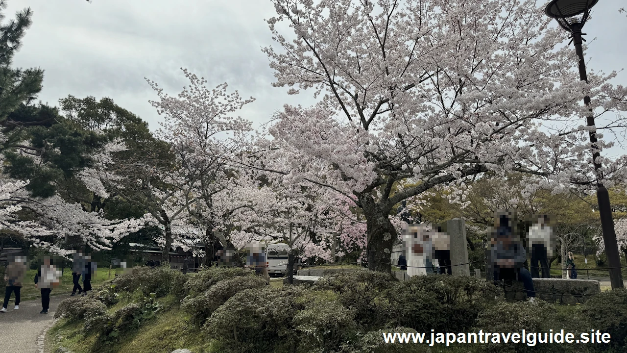 円山公園の桜(22)