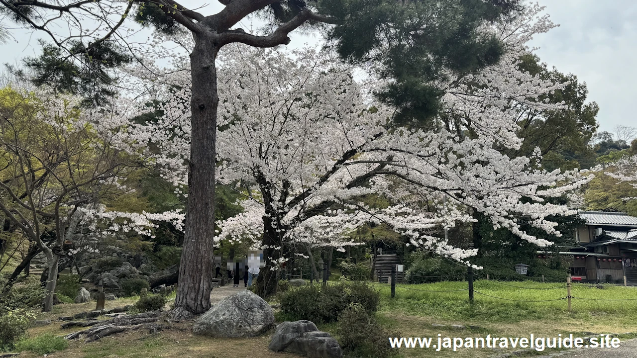 円山公園の桜(23)