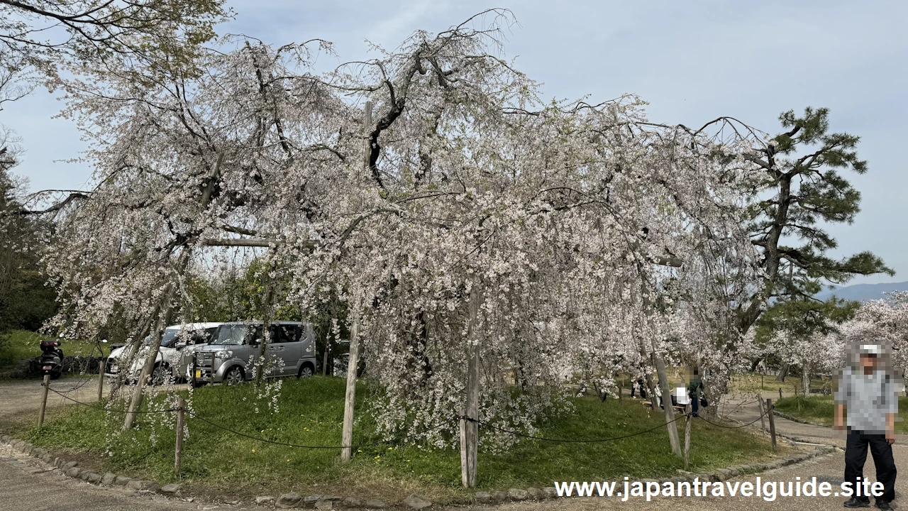 円山公園の桜(25)