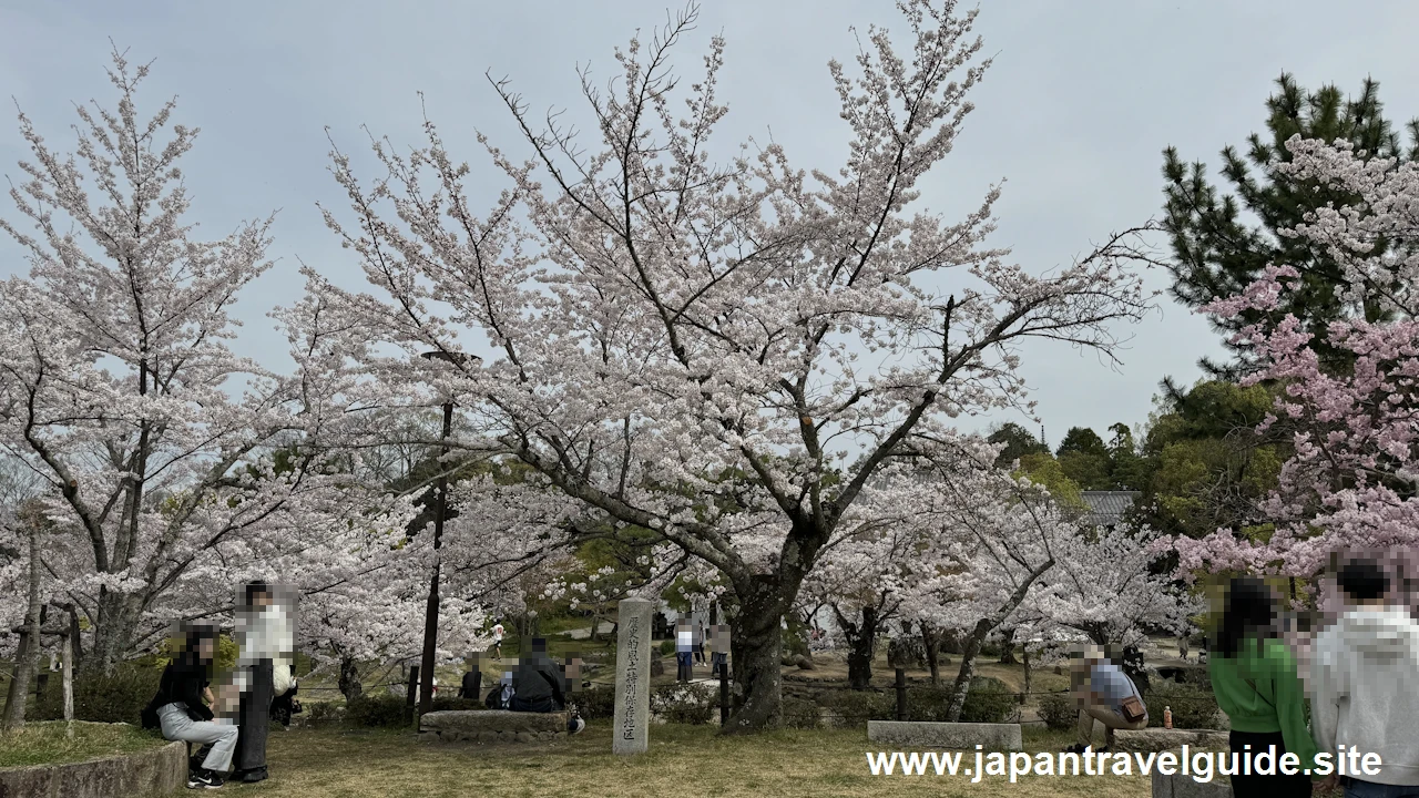 円山公園の桜(27)