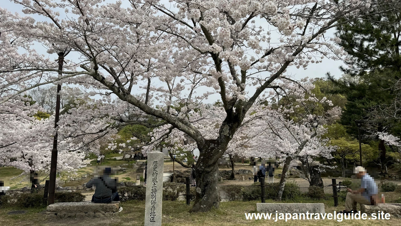 円山公園の桜(28)