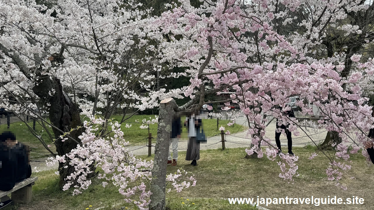 円山公園の桜(30)