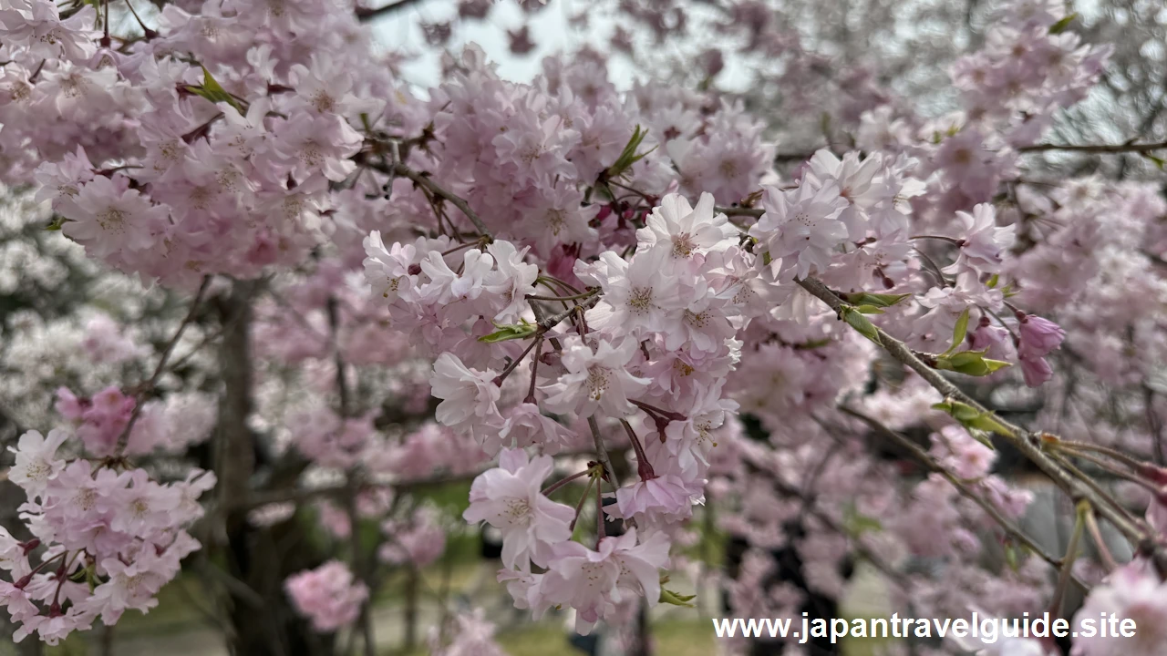 円山公園の桜(31)