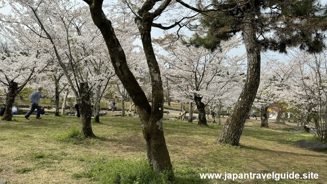 円山公園の桜(32)