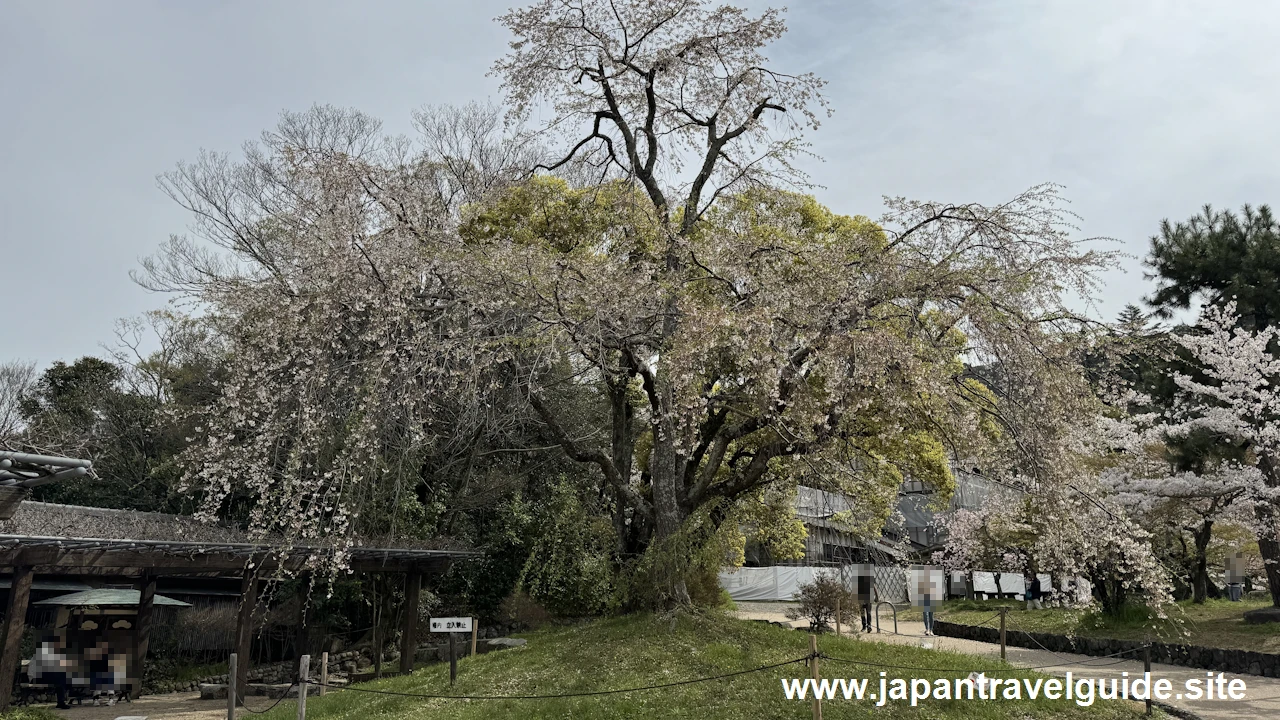 円山公園の桜(33)